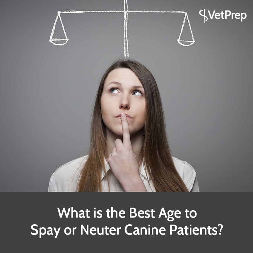What is the Best Age to Spay or Neuter Canine Patients?